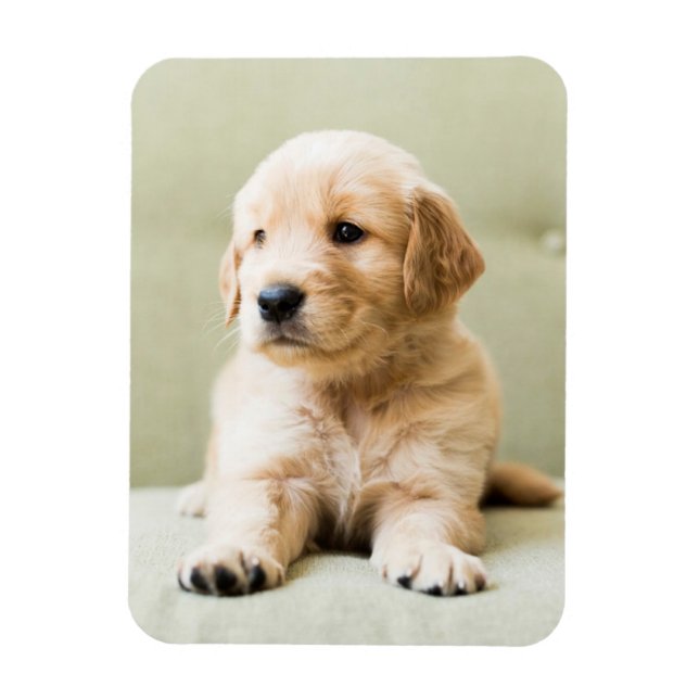 Cutest Baby Animals | Golden Retriever Puppy Magnet (Vertical)