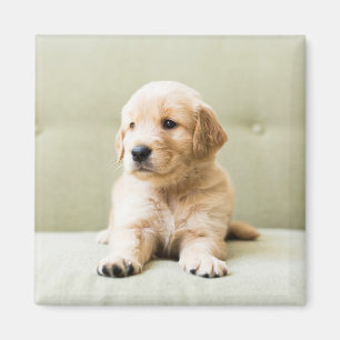 Cutest Baby Animals   Golden Retriever Puppy Magnet