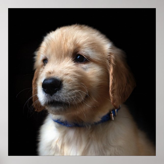 Cutest Baby Animals | Golden Retriever Puppy Poster (Front)