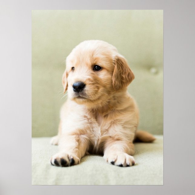Cutest Baby Animals | Golden Retriever Puppy Poster (Front)