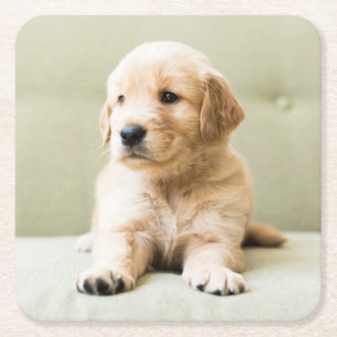 Cutest Baby Animals   Golden Retriever Puppy Square Paper Coaster