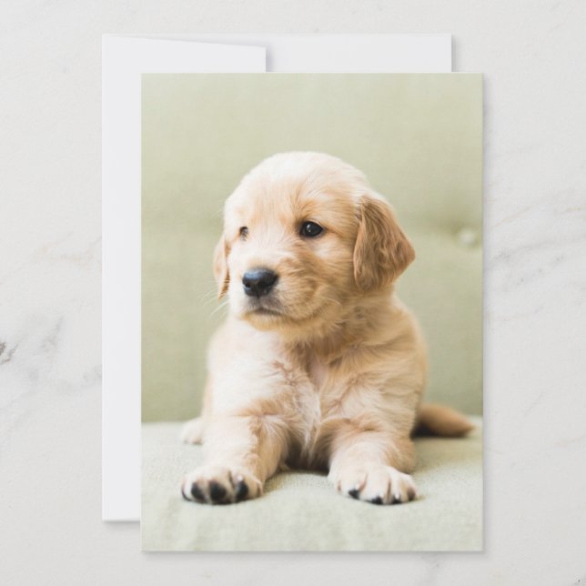 Cutest Baby Animals | Golden Retriever Puppy Thank You Card (Front)