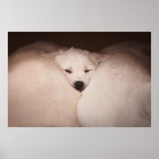 Cutest Baby Animals | Golden Retriever Snuggle Poster (Front)