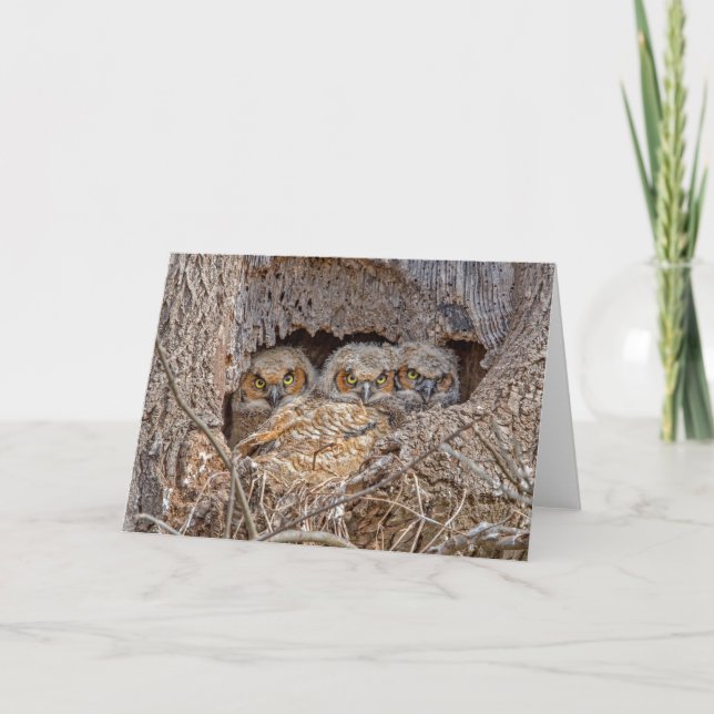 Cutest Baby Animals | Great Horned Chicks Card (Front)