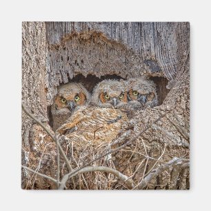 Cutest Baby Animals Great Horned Chicks Magnet
