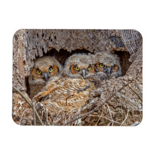 Cutest Baby Animals Great Horned Chicks Magnet