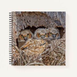 Cutest Baby Animals   Great Horned Chicks Notebook