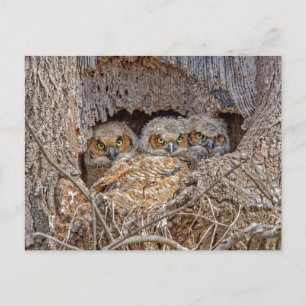 Cutest Baby Animals   Great Horned Chicks Postcard