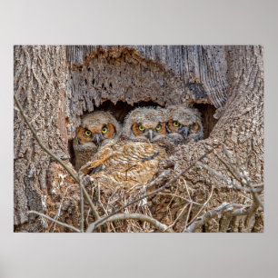 Cutest Baby Animals Great Horned Chicks Poster