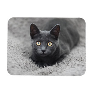 Cutest Baby Animals Grey Cat Magnet