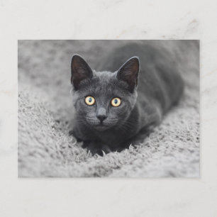 Cutest Baby Animals Grey Cat Postcard