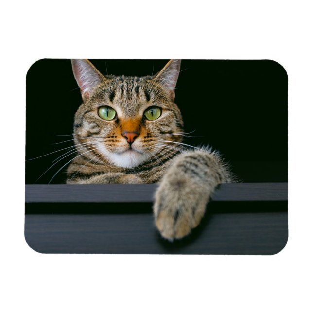 Cutest Baby Animals | Grey Tabby Cat Face Magnet (Horizontal)