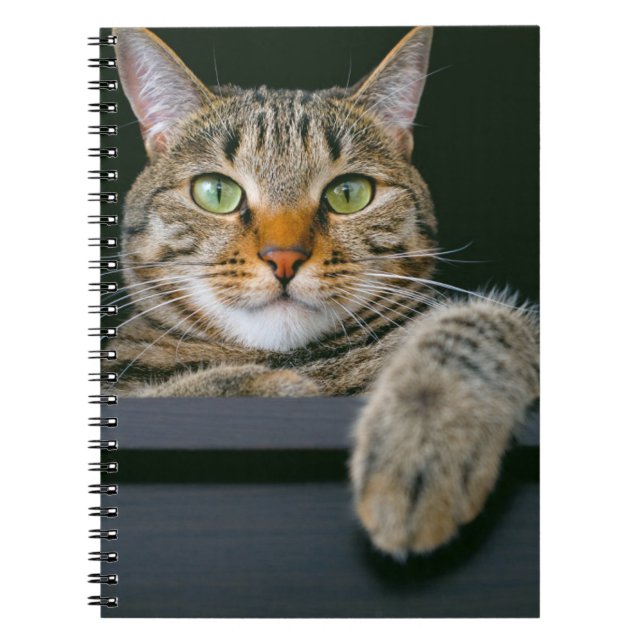 Cutest Baby Animals | Grey Tabby Cat Face Notebook (Front)