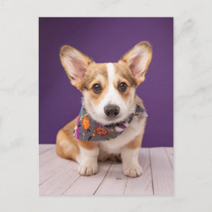 Cutest Baby Animals   Halloween Corgi Postcard