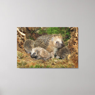 Cutest Baby Animals Hedgehog Family Canvas Print