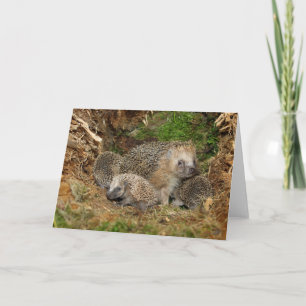 Cutest Baby Animals   Hedgehog Family Card