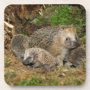 Cutest Baby Animals Hedgehog Family Coaster
