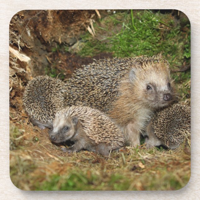 Cutest Baby Animals | Hedgehog Family Coaster (Front)