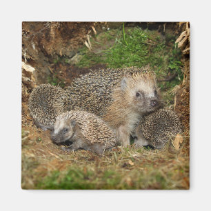 Cutest Baby Animals   Hedgehog Family Magnet