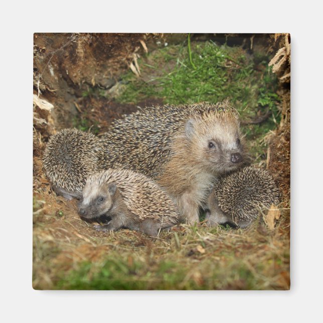 Cutest Baby Animals | Hedgehog Family Magnet (Front)