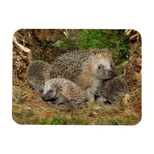 Cutest Baby Animals   Hedgehog Family Magnet