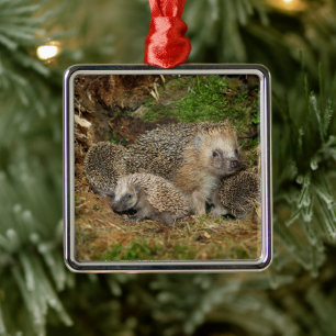 Cutest Baby Animals   Hedgehog Family Metal Ornament