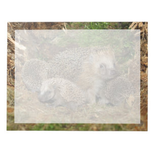 Cutest Baby Animals   Hedgehog Family Notepad