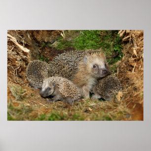 Cutest Baby Animals Hedgehog Family Poster