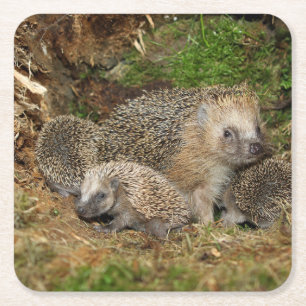 Cutest Baby Animals Hedgehog Family Square Paper Coaster
