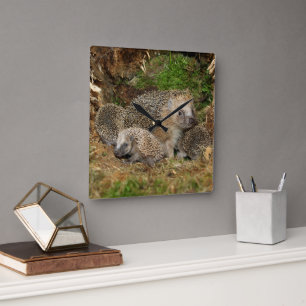 Cutest Baby Animals   Hedgehog Family Square Wall Clock