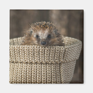 Cutest Baby Animals   Hedgehog in a Basket Magnet