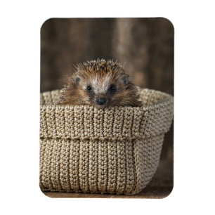 Cutest Baby Animals Hedgehog in a Basket Magnet