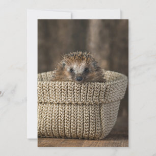 Cutest Baby Animals   Hedgehog in a Basket Thank You Card
