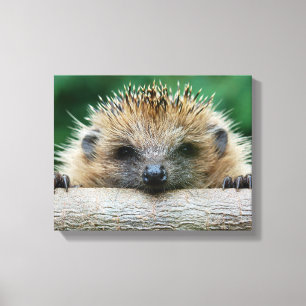 Cutest Baby Animals Hedgehog Smile Canvas Print