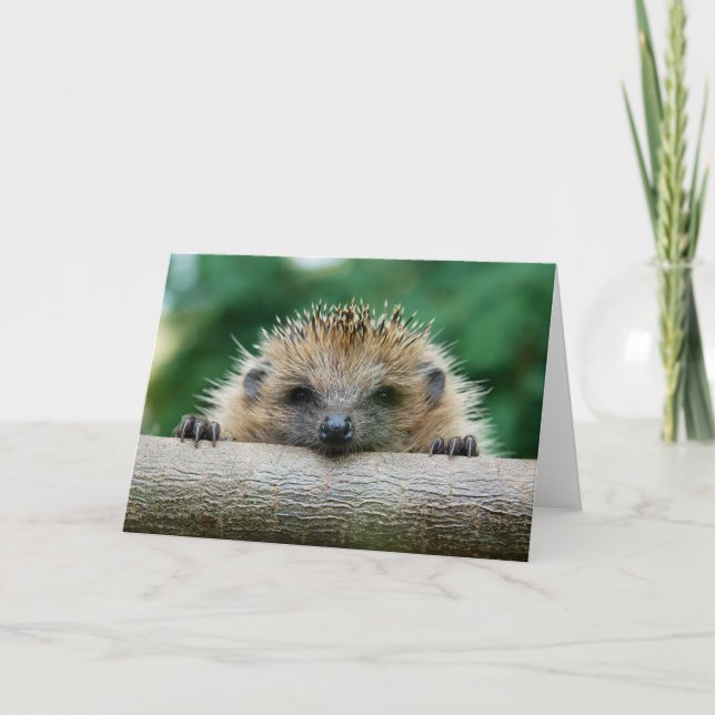 Cutest Baby Animals | Hedgehog Smile Card (Front)