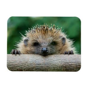 Cutest Baby Animals Hedgehog Smile Magnet