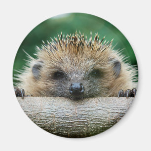 Cutest Baby Animals Hedgehog Smile Magnet