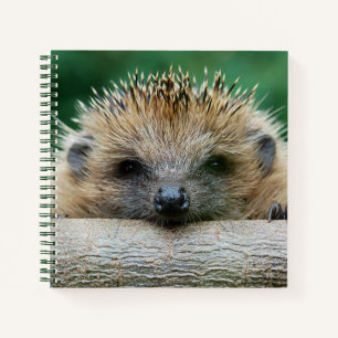 Cutest Baby Animals   Hedgehog Smile Notebook