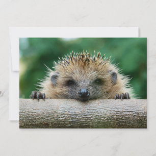 Cutest Baby Animals   Hedgehog Smile Thank You Card