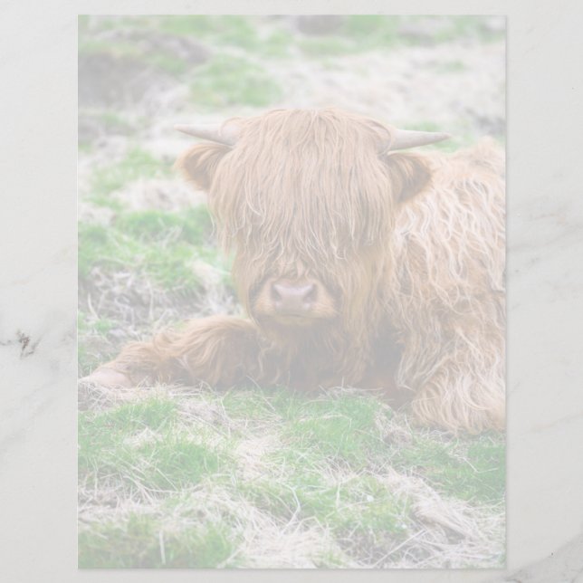 Cutest Baby Animals | Highland Cow Calf (Front)