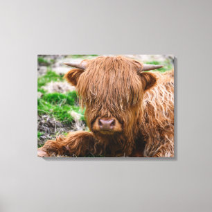Cutest Baby Animals   Highland Cow Calf Canvas Print