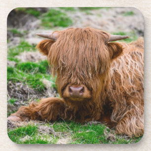 Cutest Baby Animals   Highland Cow Calf Coaster