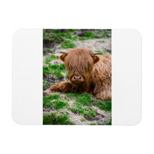 Cutest Baby Animals   Highland Cow Calf Magnet