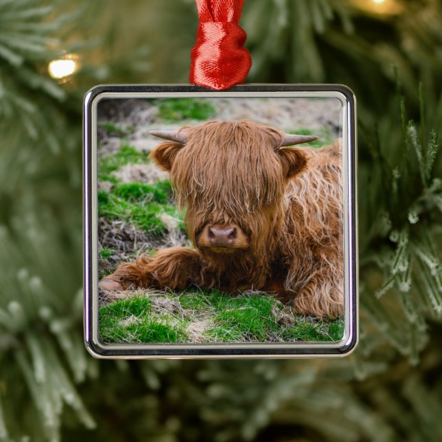 Cutest Baby Animals | Highland Cow Calf Metal Ornament (Tree)