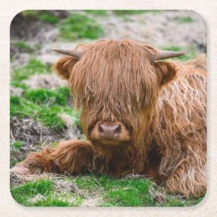 Cutest Baby Animals Highland Cow Calf Square Paper Coaster