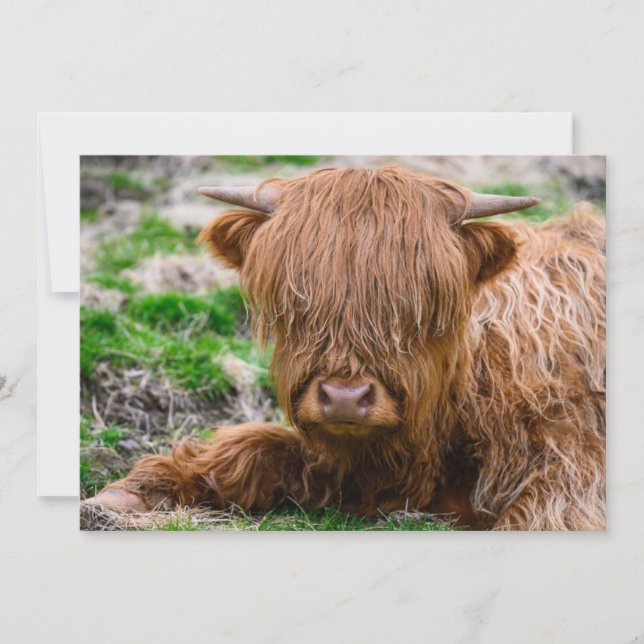 Cutest Baby Animals | Highland Cow Calf Thank You Card (Front)