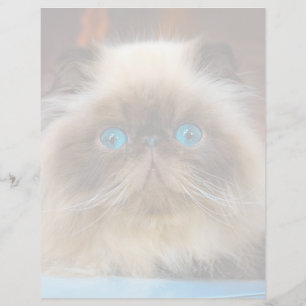 Cutest Baby Animals Himalayan Cat