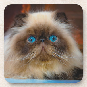 Cutest Baby Animals Himalayan Cat Coaster