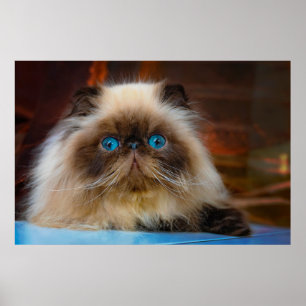 Cutest Baby Animals Himalayan Cat Poster