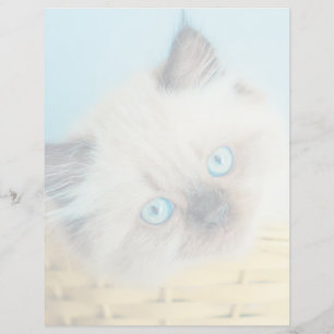 Cutest Baby Animals Himalayan Seal Point Cat
